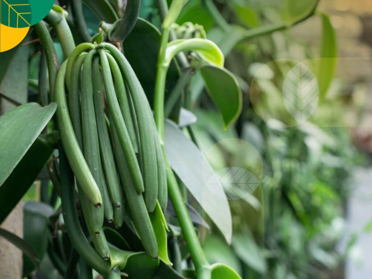 Blog-Budidaya-Vanili